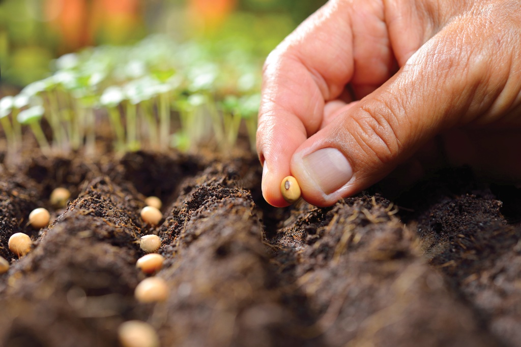 Как посадить семенами масло семени тмина